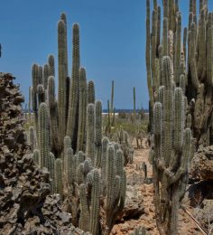 Bonaire_Island_Attractions_101