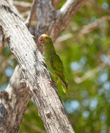 Bonaire_Island_Attractions_69
