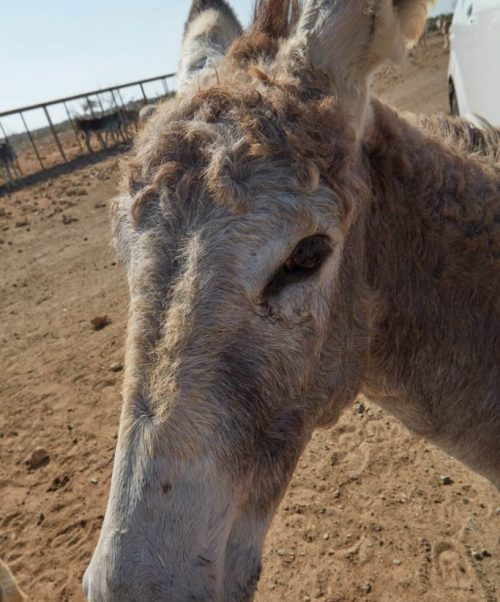 Bonaire_Island_DonkeySanctuary_28