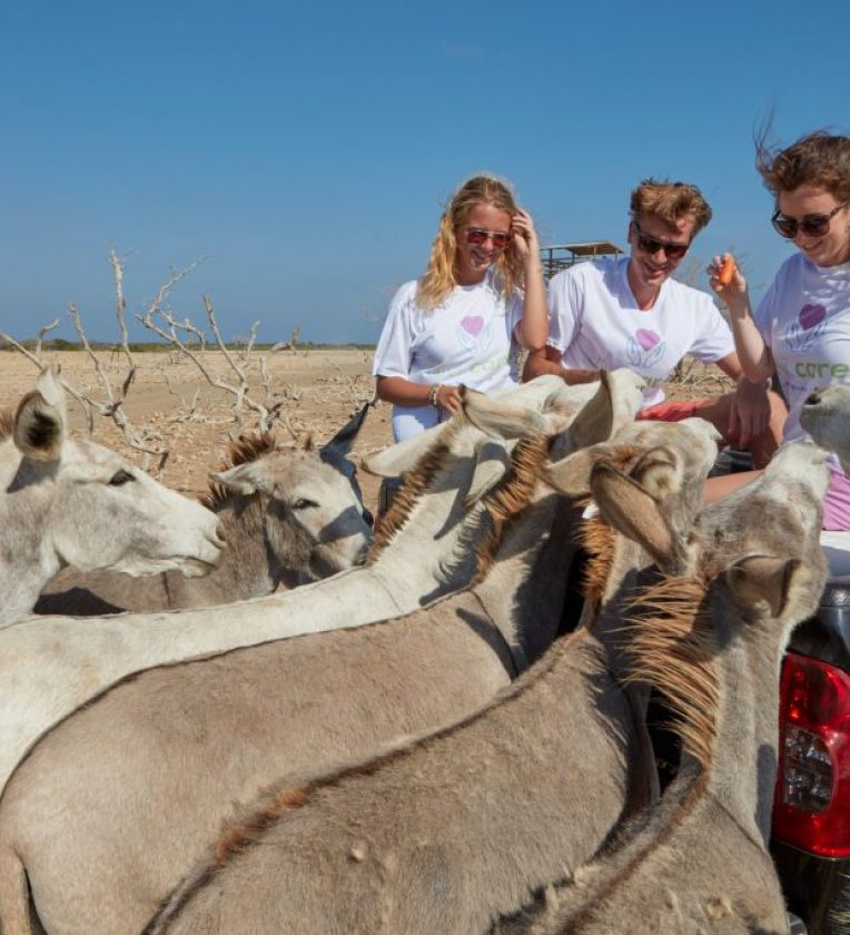 Bonaire_Island_DonkeySanctuary_3