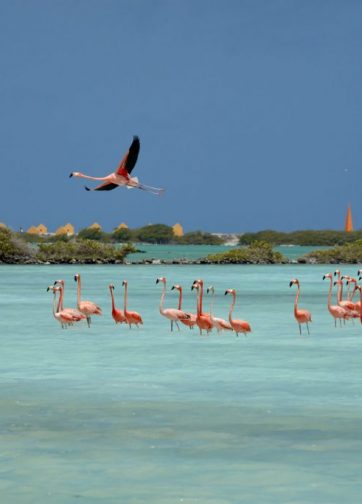 Bonaire_Island_Flamingos_37