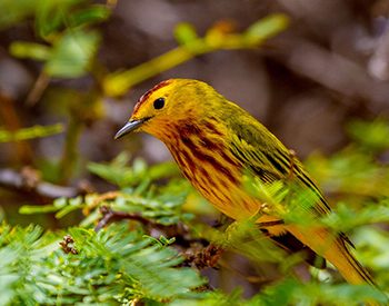 bonaireBird1