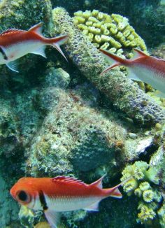 divefish